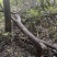 林下仿野生紫灵芝