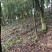 林下仿野生紫灵芝