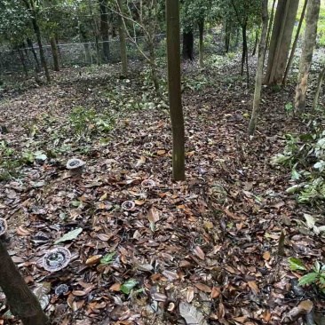 林下仿野生紫灵芝