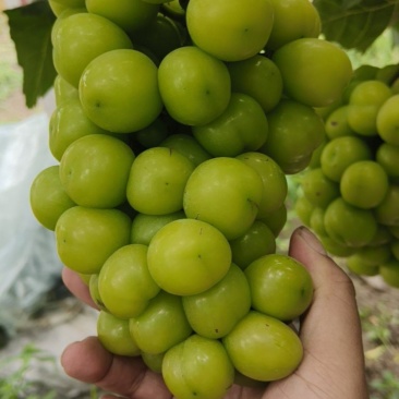 阳光玫瑰