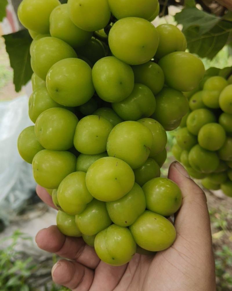 阳光玫瑰