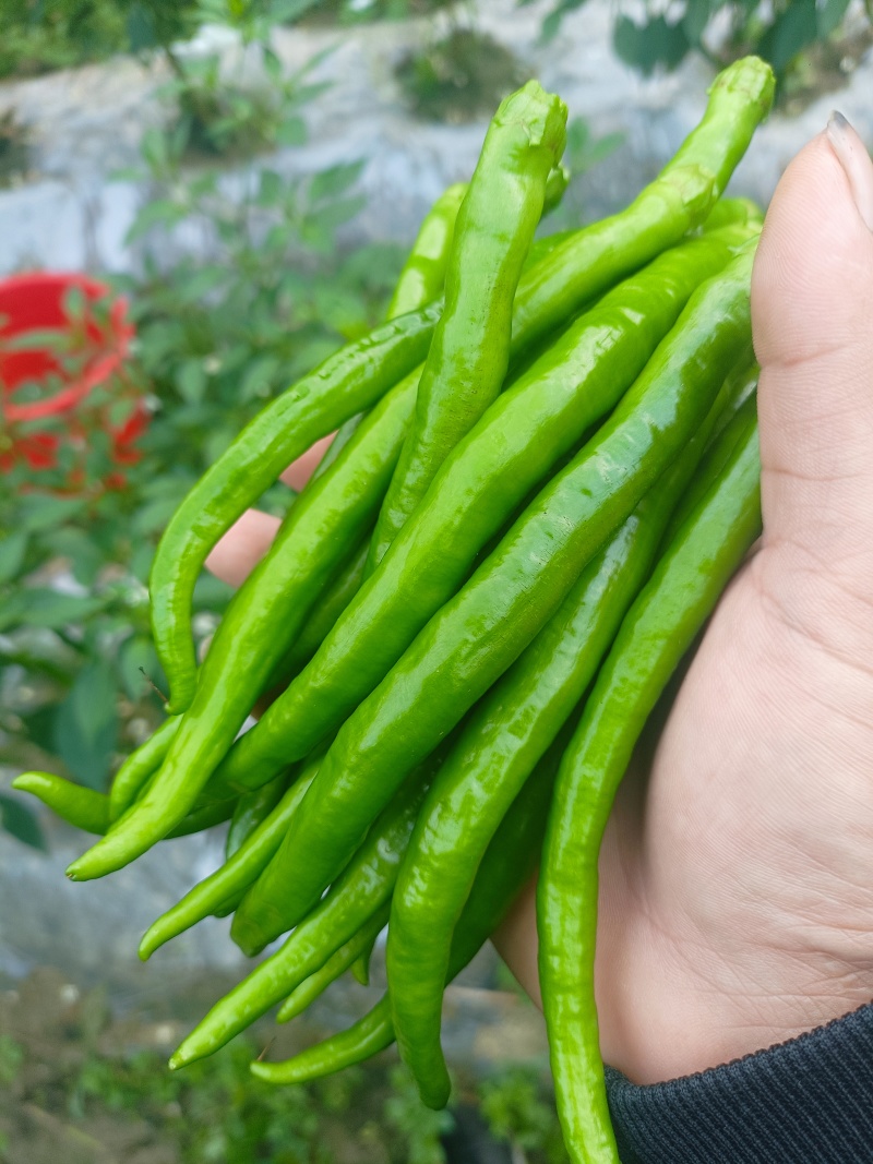 精品二荆条