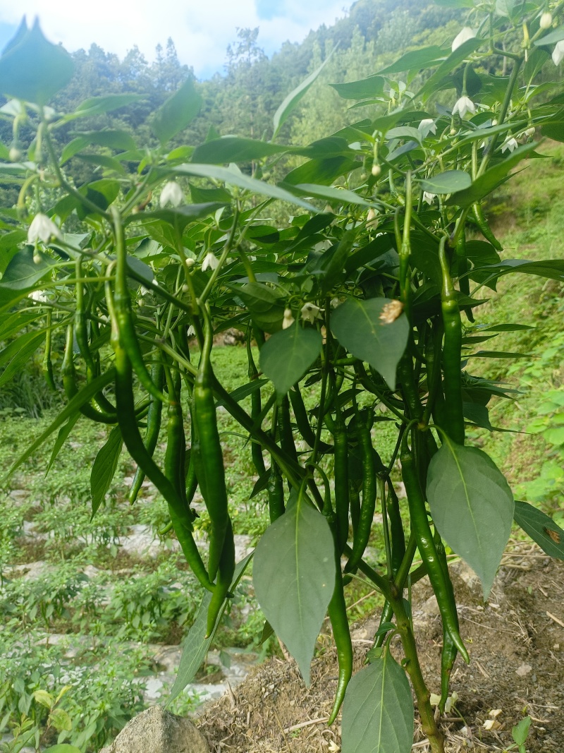 精品二荆条