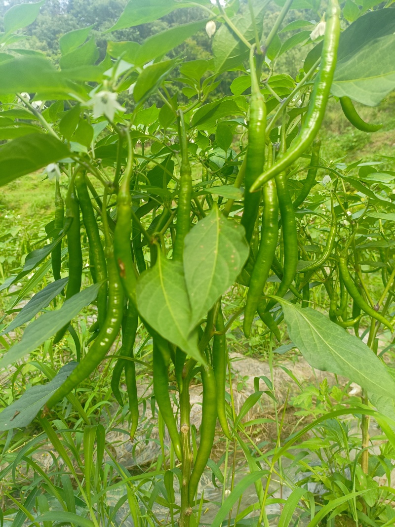 精品二荆条