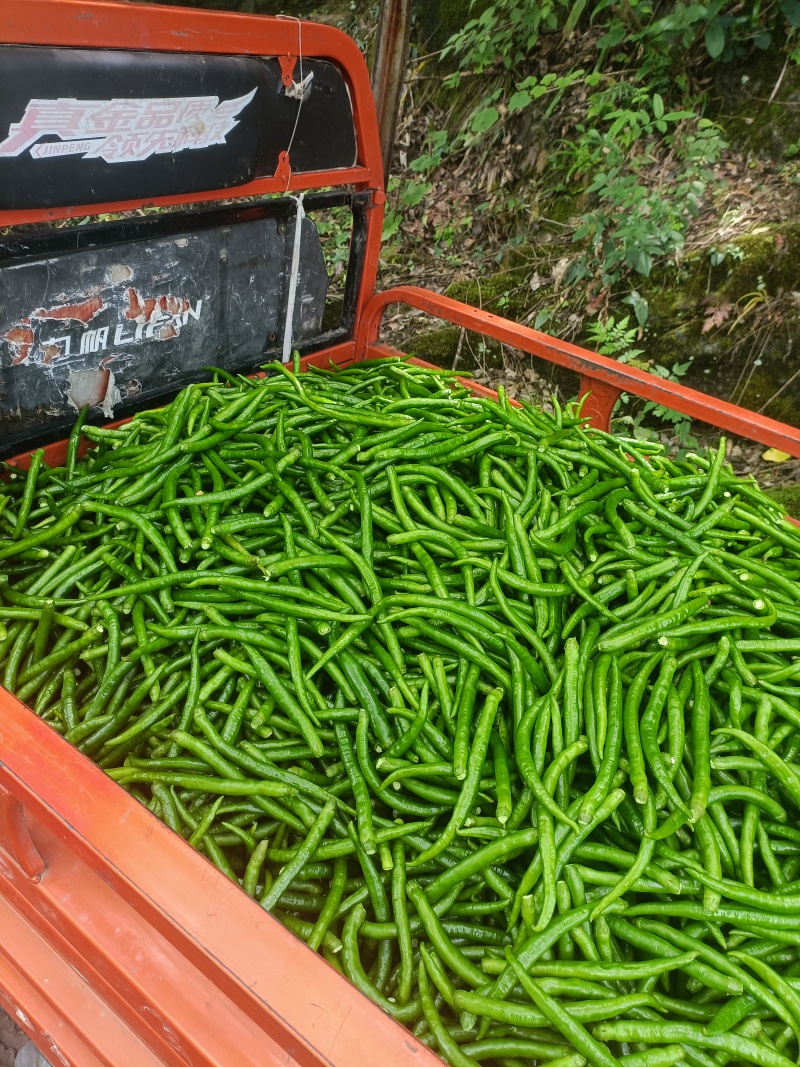 精品二荆条