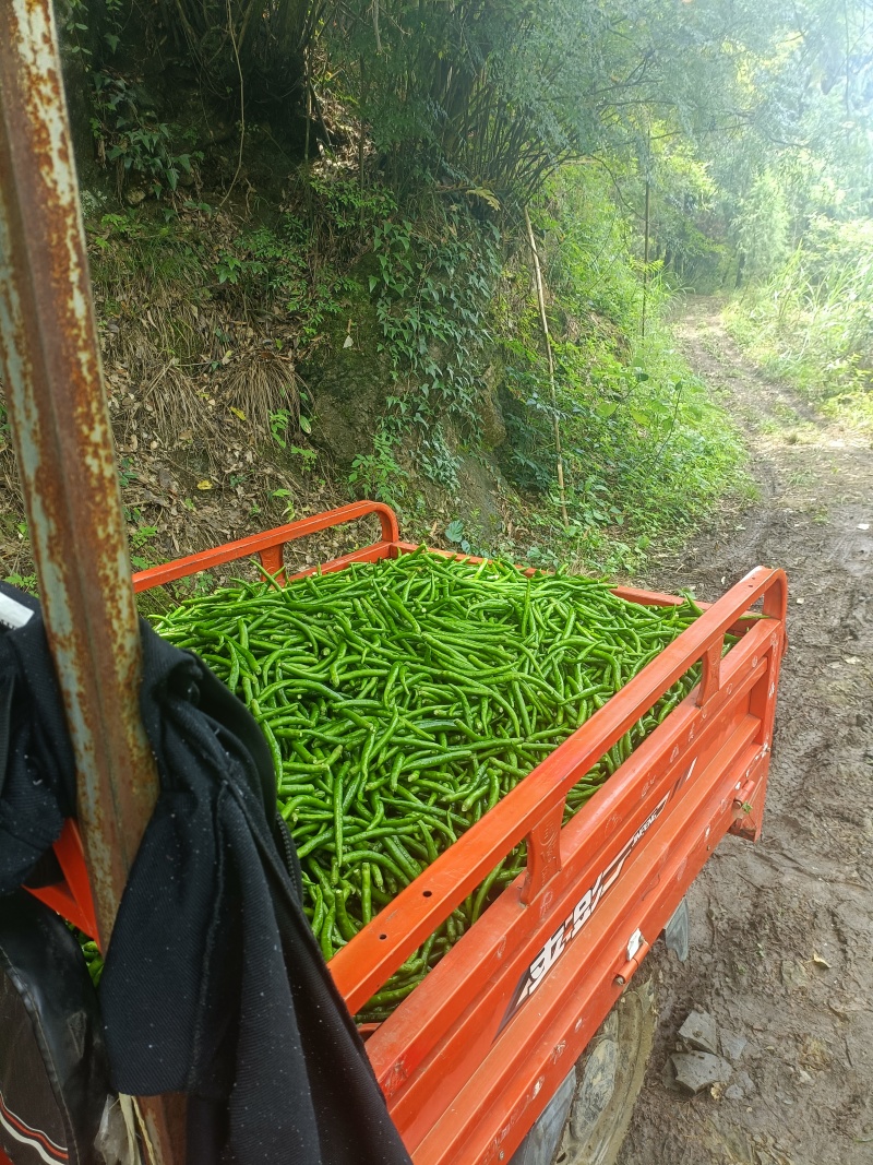 精品二荆条