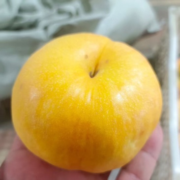 深州毛桃，油桃