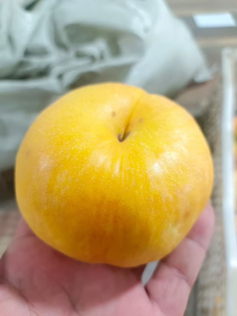 深州毛桃，油桃