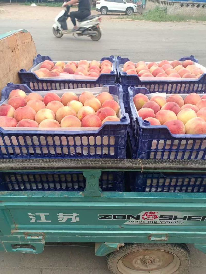 深州毛桃，油桃