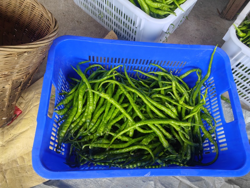 峨边二荆条