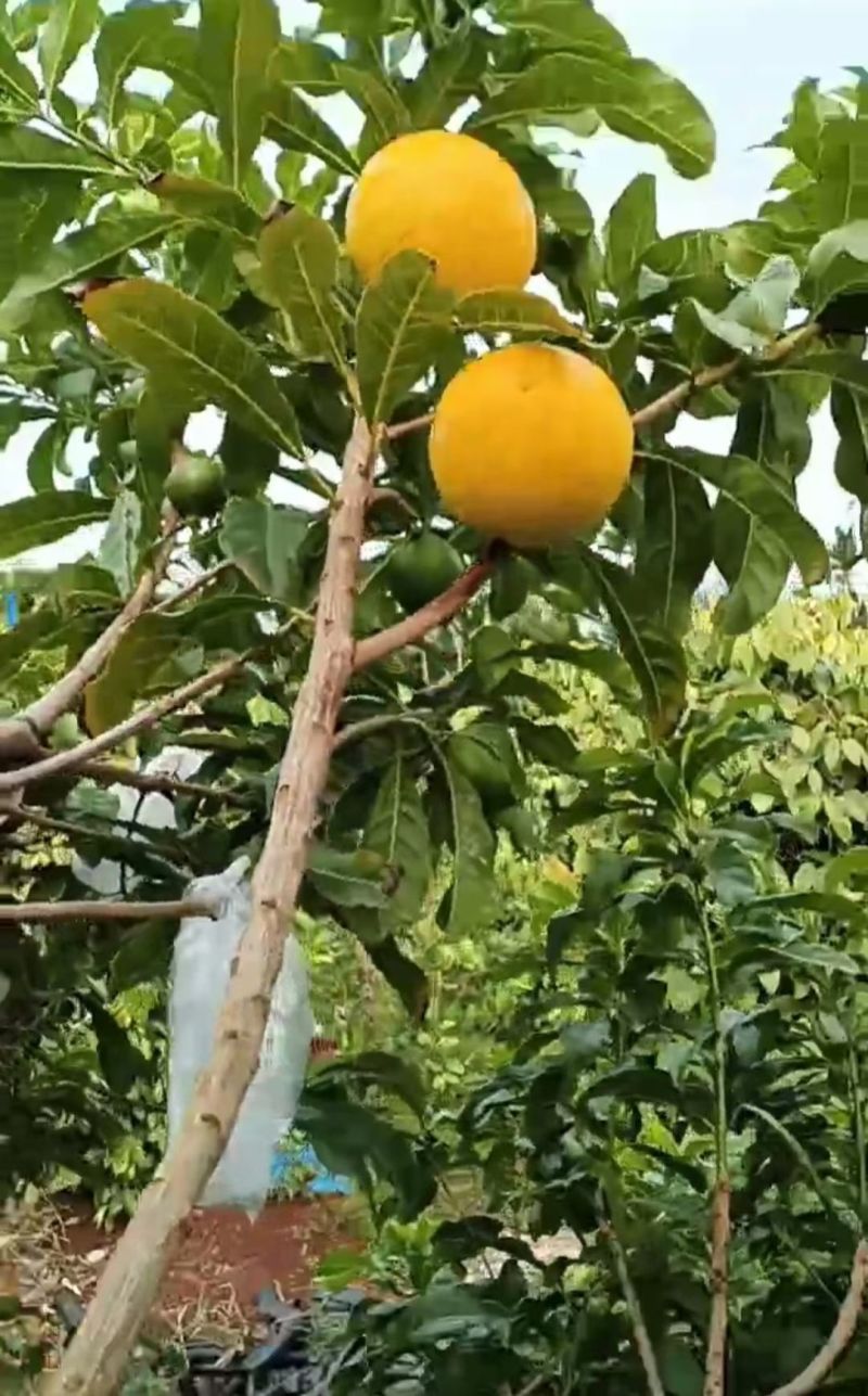 自家种植现摘现发