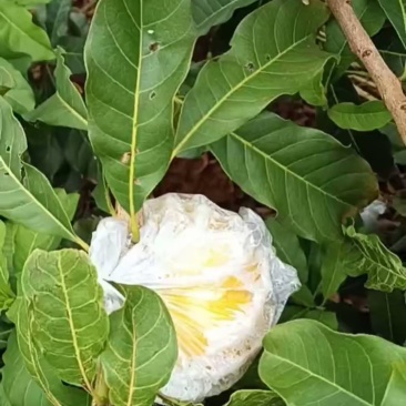 自家种植现摘现发