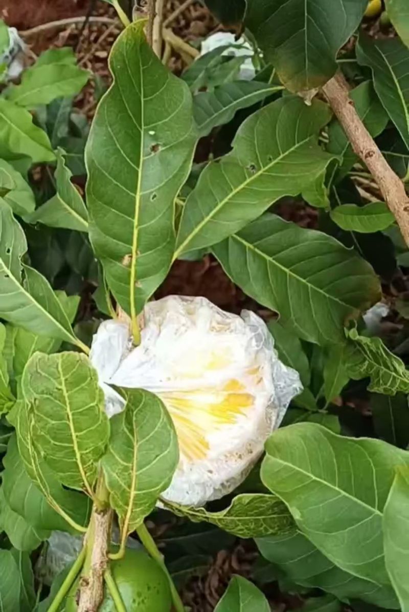 自家种植现摘现发