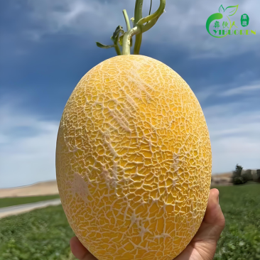 脆甜正宗黄金蜜瓜哈密瓜新鲜水果黄皮甜瓜新鲜水果电商一件代发