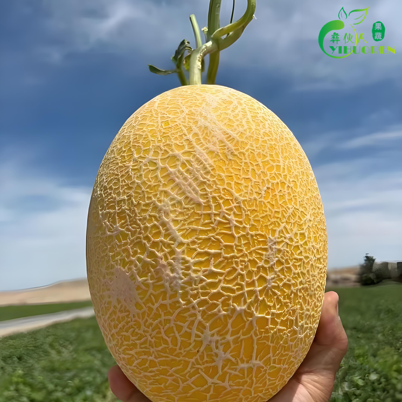 脆甜正宗黄金蜜瓜哈密瓜新鲜水果黄皮甜瓜新鲜水果电商一件代发