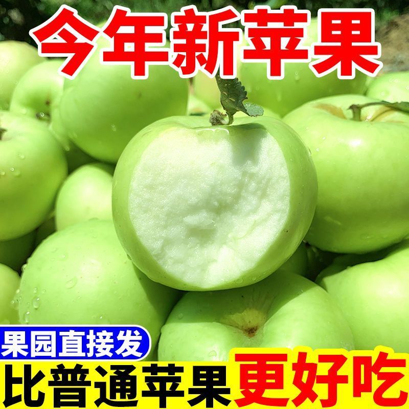 青苹果正宗新鲜应季孕妇水果鲜采脆甜酸苹果小富士电商一件代发