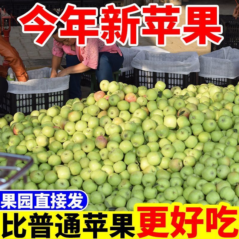青苹果正宗新鲜应季孕妇水果鲜采脆甜酸苹果小富士电商一件代发