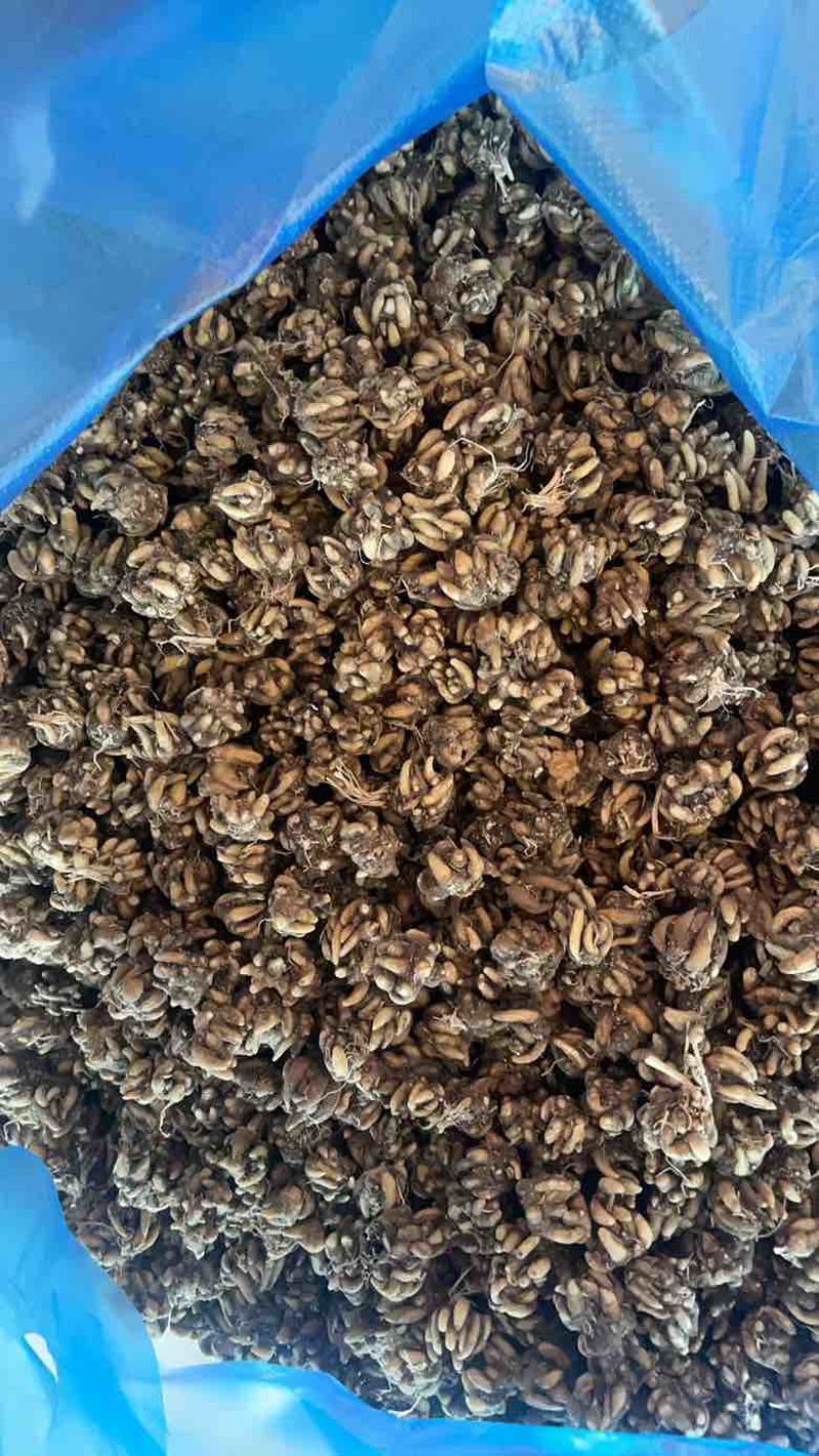 产地直发猫爪草各种规格黑皮尖爪黄皮尖爪统货