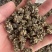 产地直发猫爪草各种规格黑皮尖爪黄皮尖爪统货
