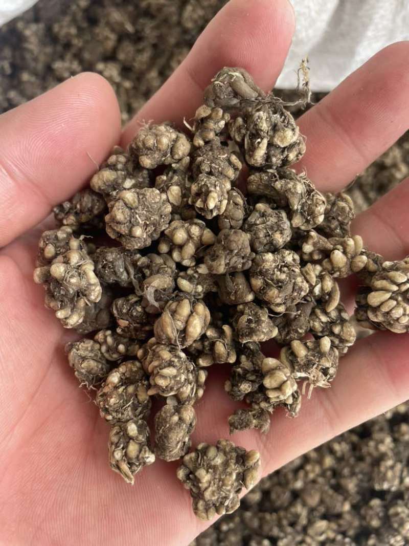 产地直发猫爪草各种规格黑皮尖爪黄皮尖爪统货