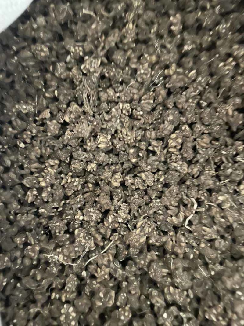 产地直发猫爪草各种规格黑皮尖爪黄皮尖爪统货