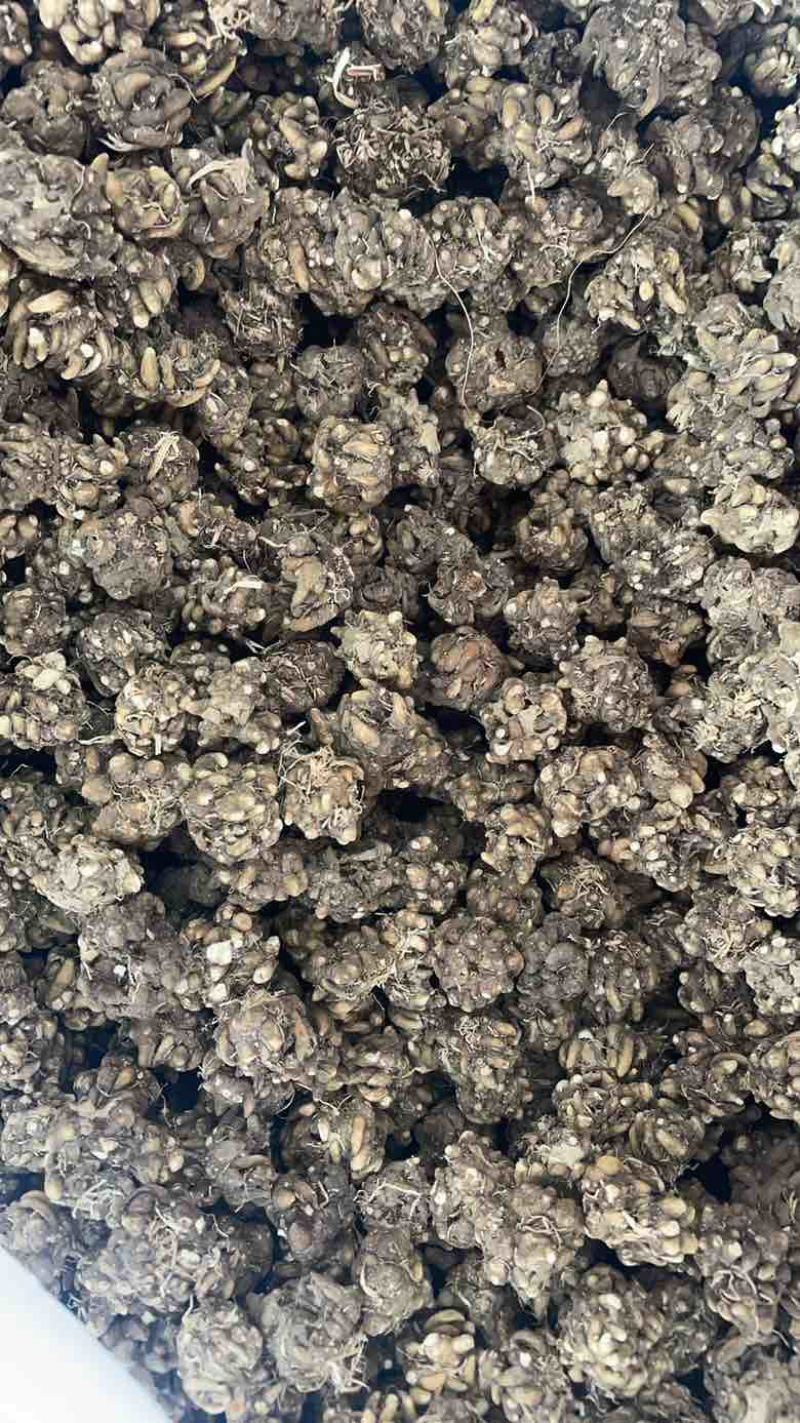 产地直发猫爪草各种规格黑皮尖爪黄皮尖爪统货