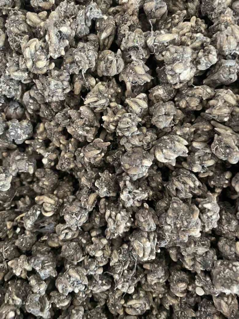 产地直发猫爪草各种规格黑皮尖爪黄皮尖爪统货