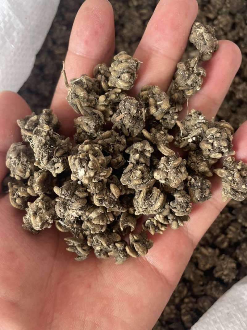 产地直发猫爪草各种规格黑皮尖爪黄皮尖爪统货