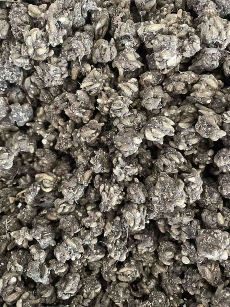 产地直发猫爪草各种规格黑皮尖爪黄皮尖爪统货