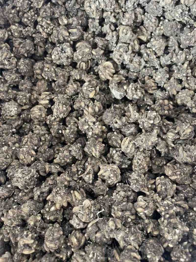产地直发猫爪草各种规格黑皮尖爪黄皮尖爪统货