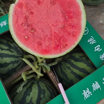 陕甘宁无籽美都西瓜