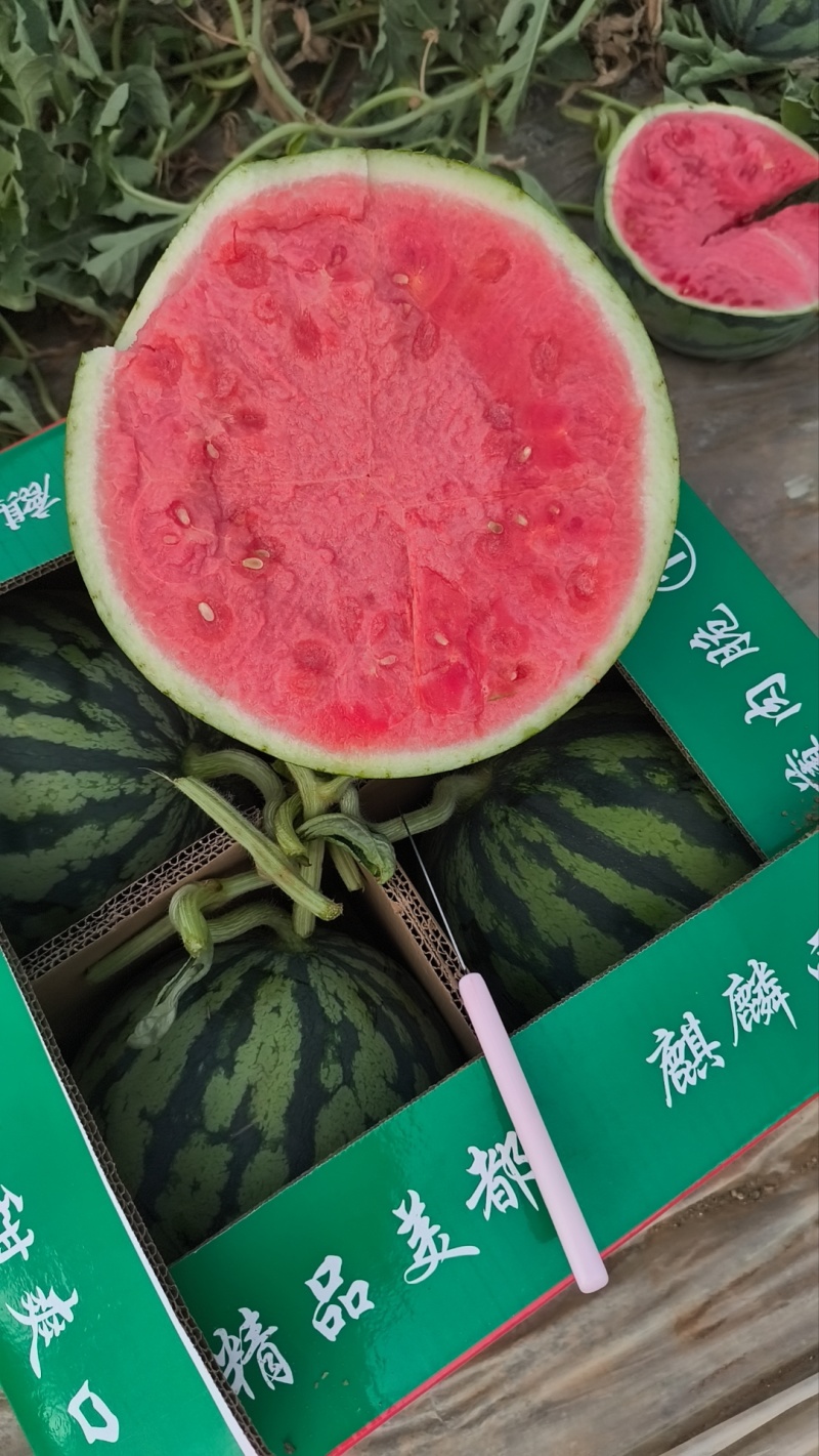 陕甘宁无籽美都西瓜