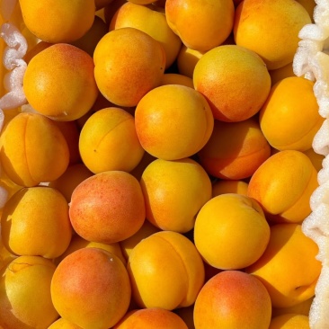 新疆吊干杏