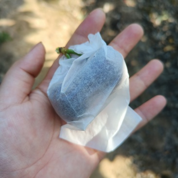 樱桃🍒
