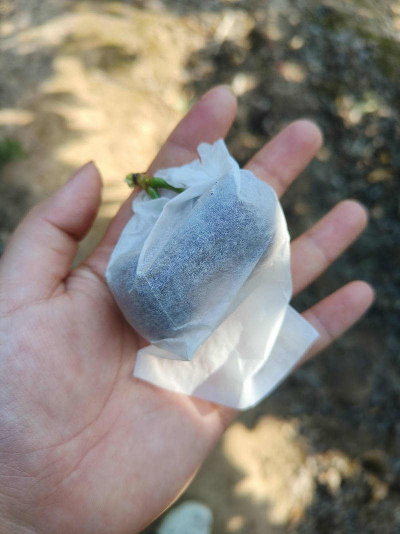樱桃🍒