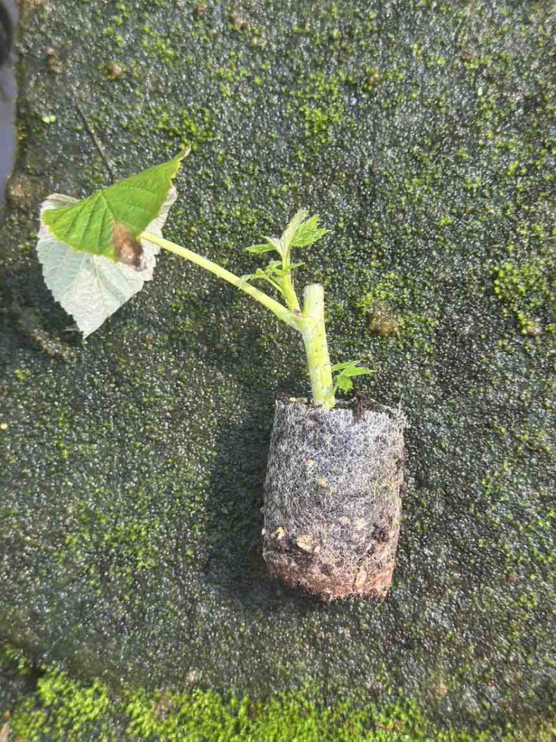 树莓小苗品种集权