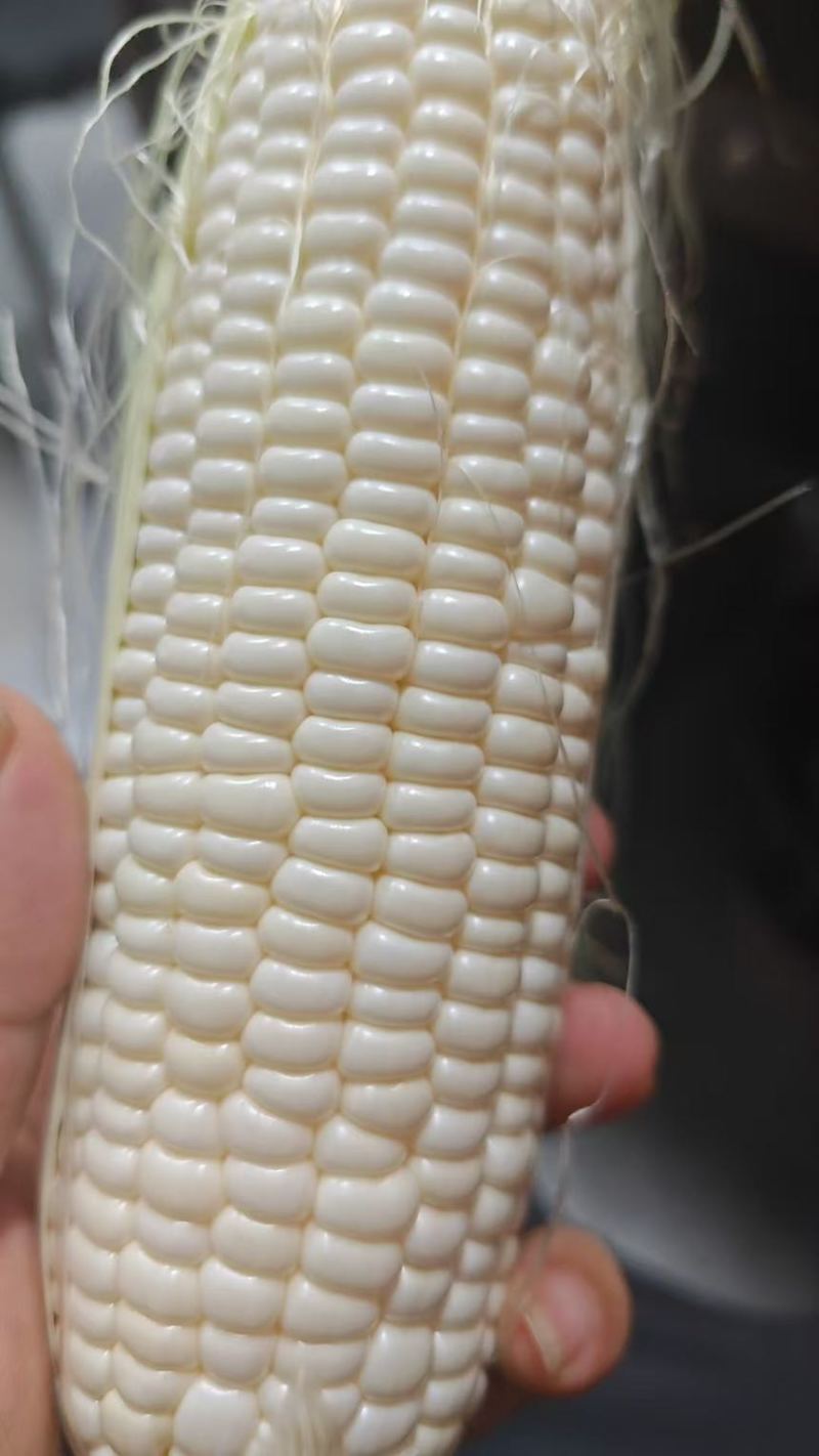水果玉米通货