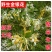 金银花