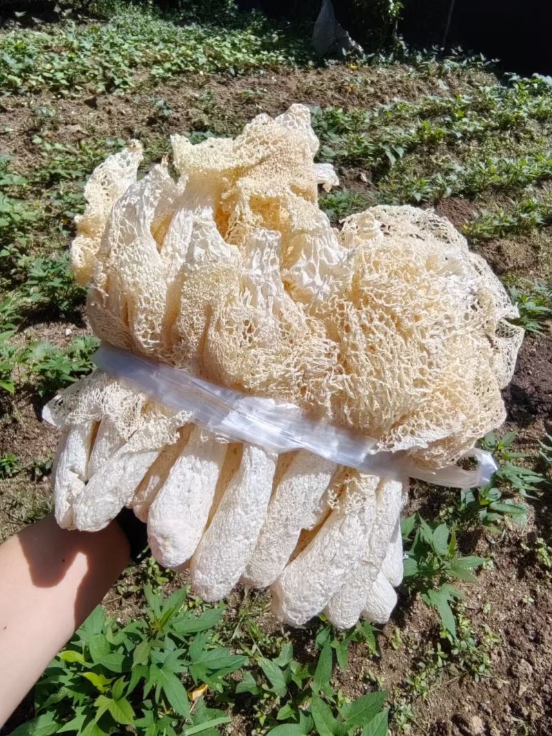 井冈山竹荪种植户自产自销柴火烘干无硫熏有大量现货欢迎老板咨询