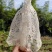 井冈山竹荪种植户自产自销柴火烘干无硫熏有大量现货欢迎老板咨询