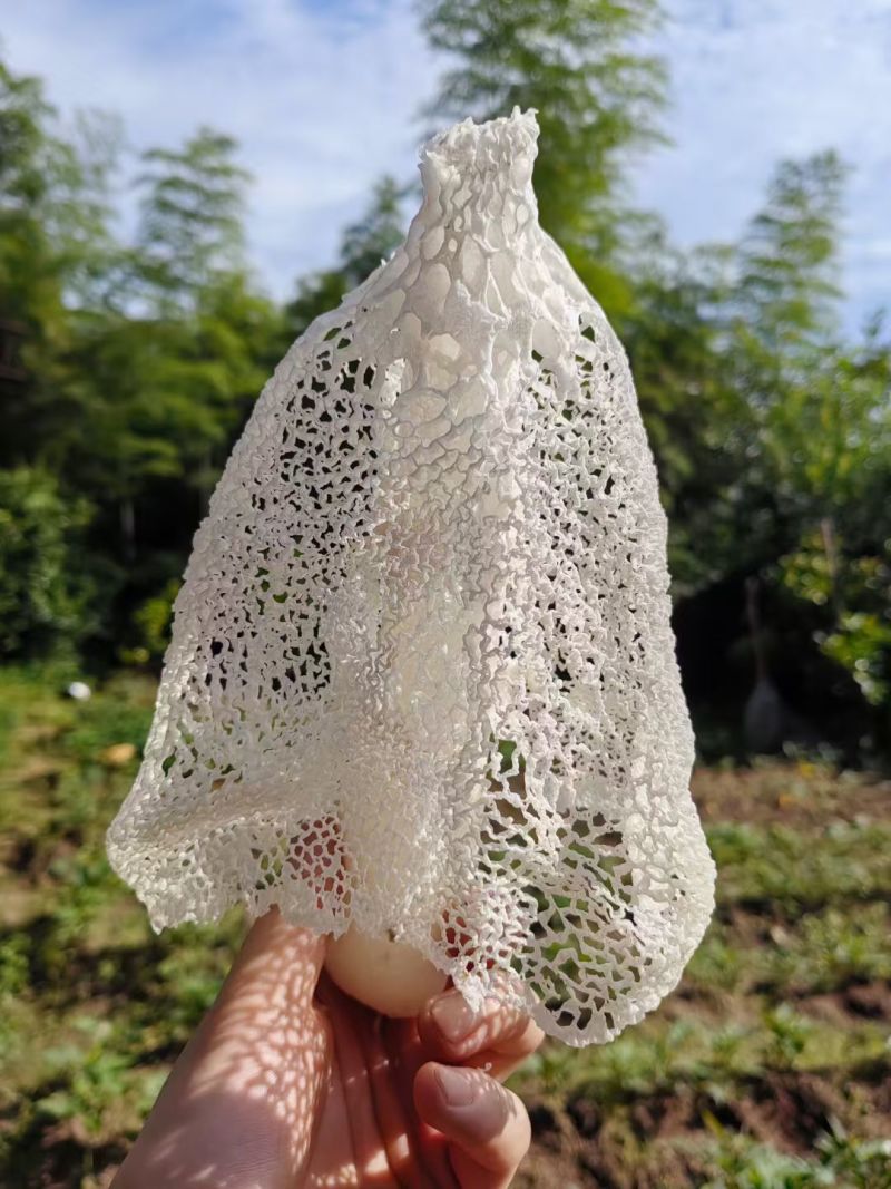 井冈山竹荪种植户自产自销柴火烘干无硫熏有大量现货欢迎老板咨询