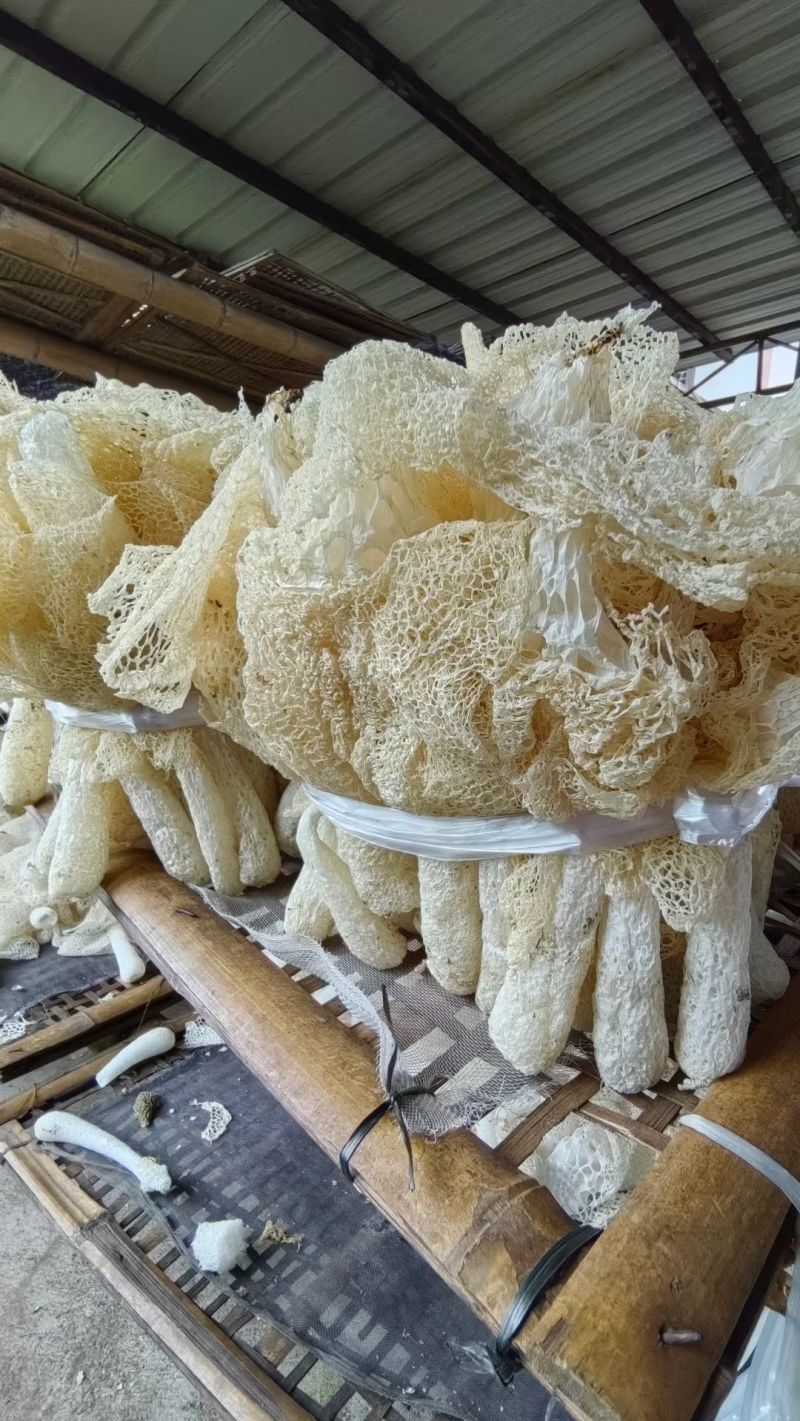 井冈山竹荪种植户自产自销柴火烘干无硫熏有大量现货欢迎老板咨询