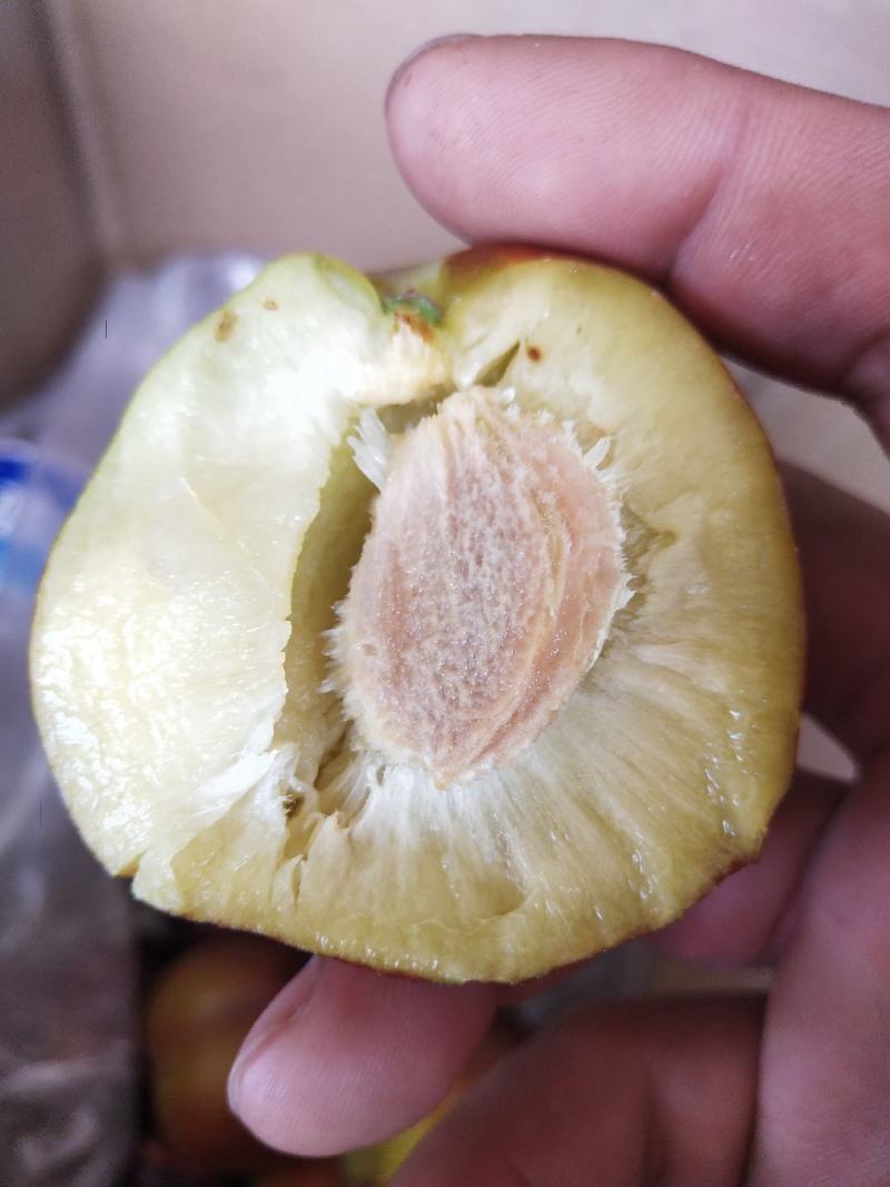 干核紫李子货源充足