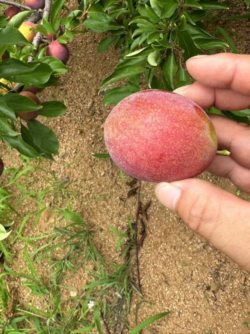 干核紫李子货源充足