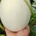玉菇