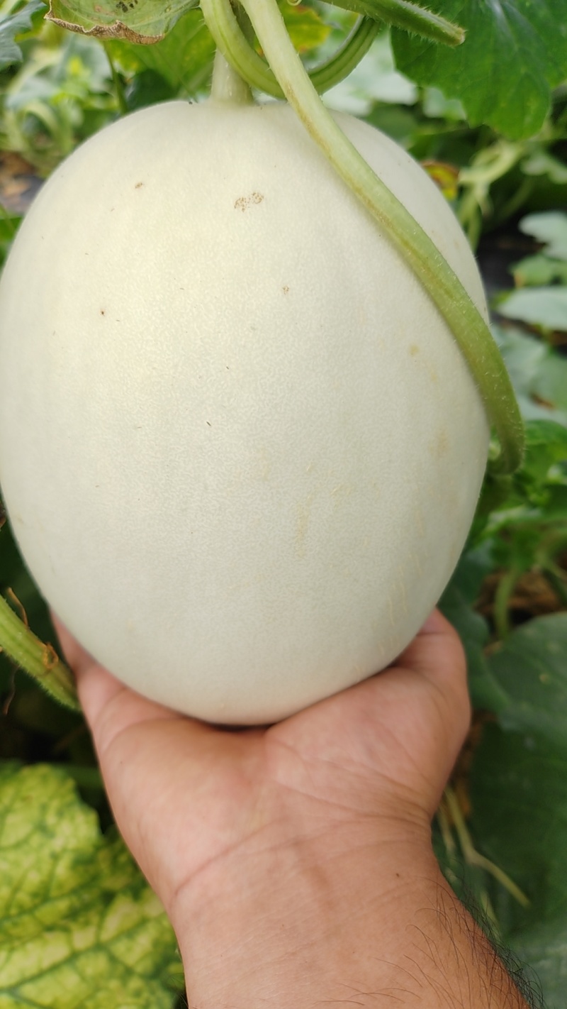 玉菇