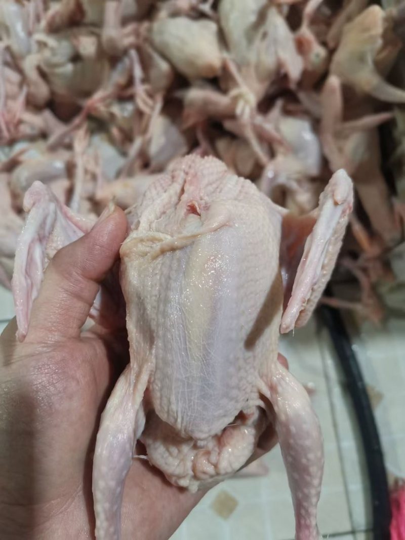 新鲜乳鸽