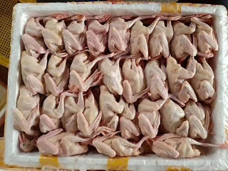 新鲜乳鸽