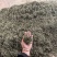 普洱茶