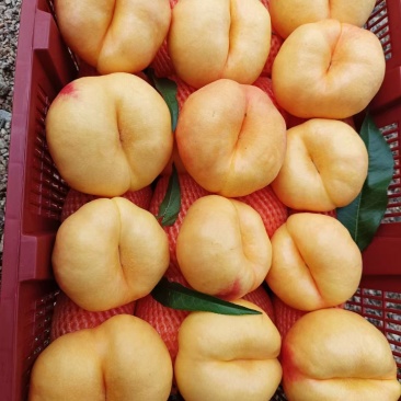 桃